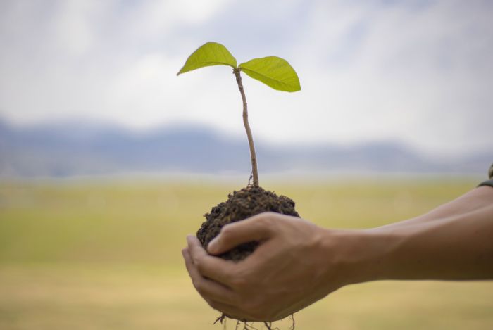 Tree Planting