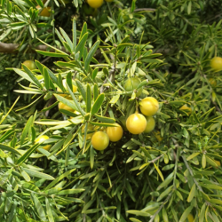 Real Yellowwood