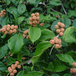 Real Yellowwood