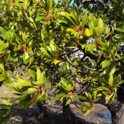 Climate Positive Report Feb 25: Large Leafed Mangrove