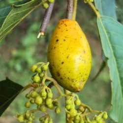 Climate Positive Report Feb 25: Umbrella Tree