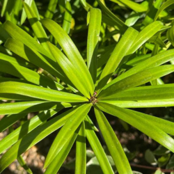 Real Yellowwood