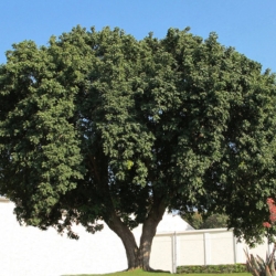 Climate Positive Report Feb 25: Trichilia 